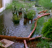 Plants.jpg (24951 bytes)
